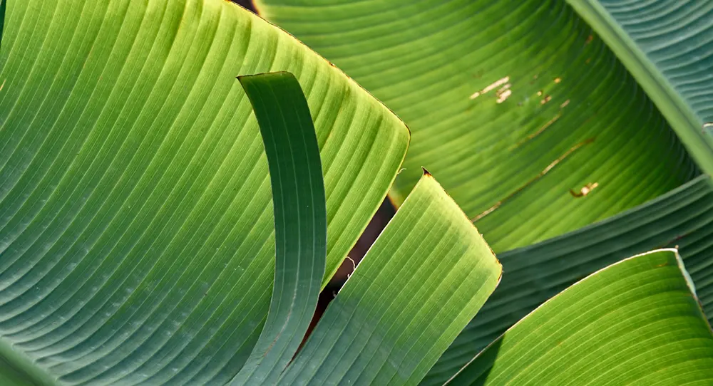 Preguntas frecuentes